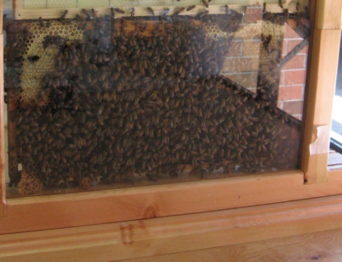 West Kootenay Schools Abuzz With Observation Hives