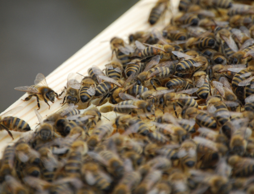 Honey Bees Supplemented with Bee ‘Tea’