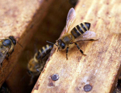 Creating Biotechnical Varroa Control Method Resources for BC Beekeepers