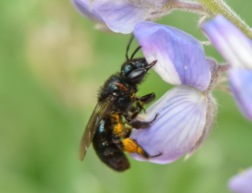 Native BC Bee and Forage Plant Identification Project