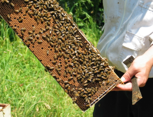 Capital Region Beekeepers’ Association Annual Equipment Sterilization Trip